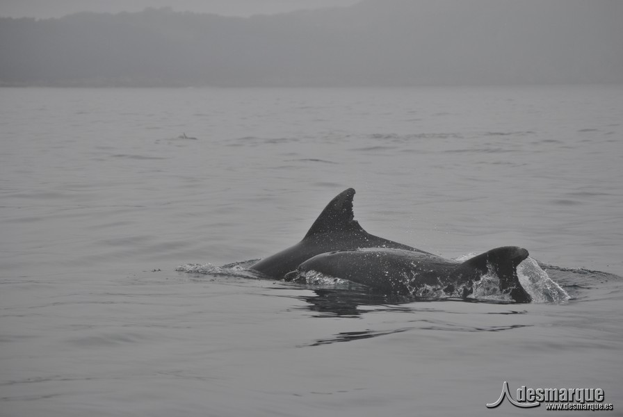 VilaBouzas22014 (39)